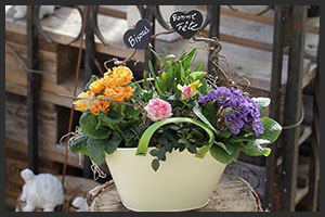 horticulture muller - 4 saisons fête des mamies