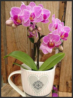 horticulture muller - 4 saisons fête des mamies