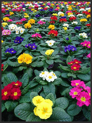 horticulture muller - 4 saisons pâques