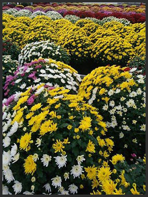 horticulture muller - 4 saisons toussaint